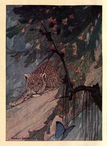 Leopard wildlife illustration - leopard,